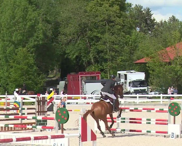 Reitturnier Gut Bohmerhof-Wackersberg/Obb. 2024