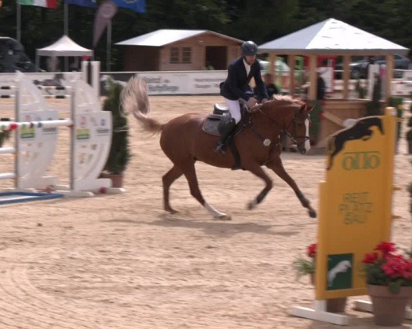 Reitturnier Ranshofen - Braunau am Inn 2024