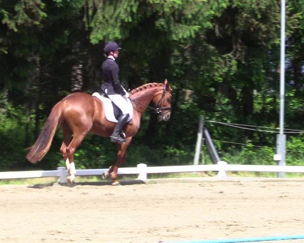 Reitturnier Kellinghusen  2024