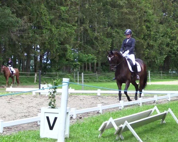 Reitturnier Kellinghusen 2024