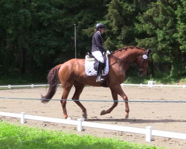 Reitturnier Kellinghusen  2024