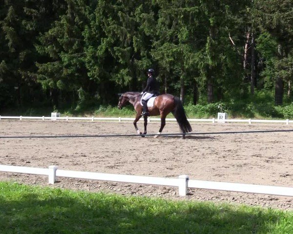Reitturnier Kellinghusen  2024