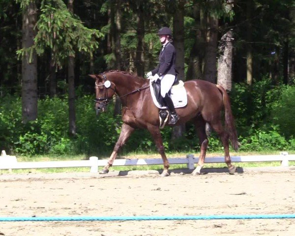 Reitturnier Kellinghusen  2024
