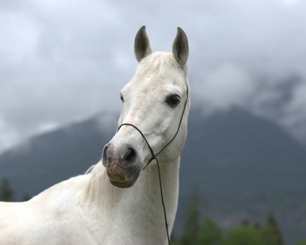 horse Palermo 2004 ox (Arabian purebred, 2004, from Pamour ox)