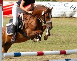 jumper Windy 143 (German Riding Pony, 2005)