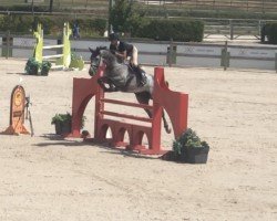 jumper Roni (Polish Warmblood, 2017, from Castle Rock)