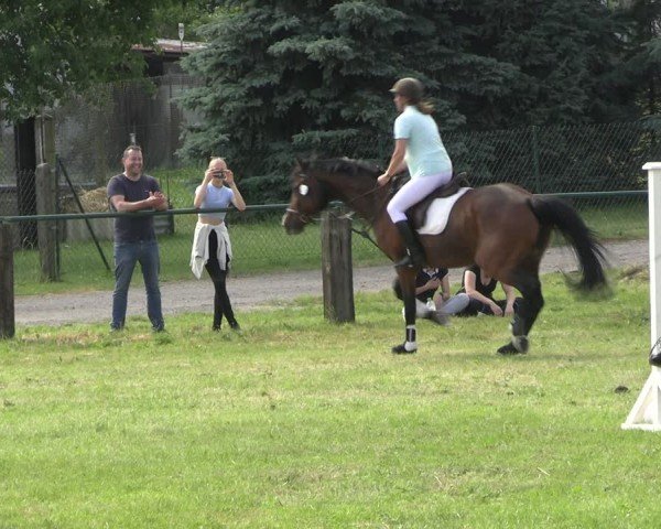 Reitturnier Buckow bei Beeskow (LOS) 2024