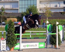 jumper Caio Von Hof (Swiss Warmblood, 2012, from HRH Colombardo)