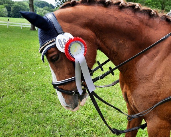 dressage horse Madonna 273 (German Riding Pony, 2008, from Eiluns Monopoly)