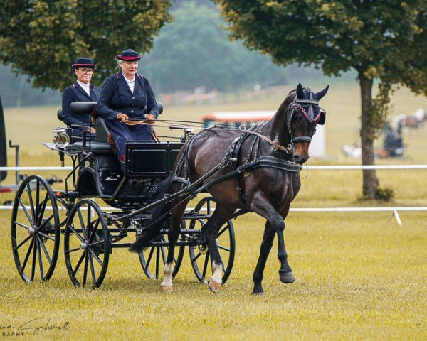 horse Hermann 91 (German Sport Horse, 2018, from Hochmeister)