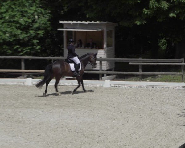 Reitturnier Cureglia 2024