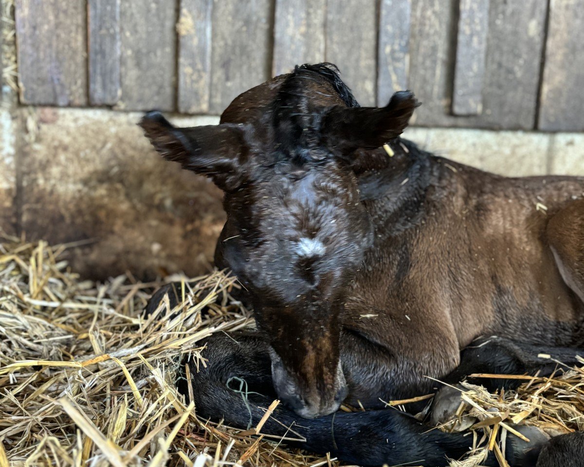 Cavallo Felicità e speranza (Oldenburger, 2024, di For Dior)