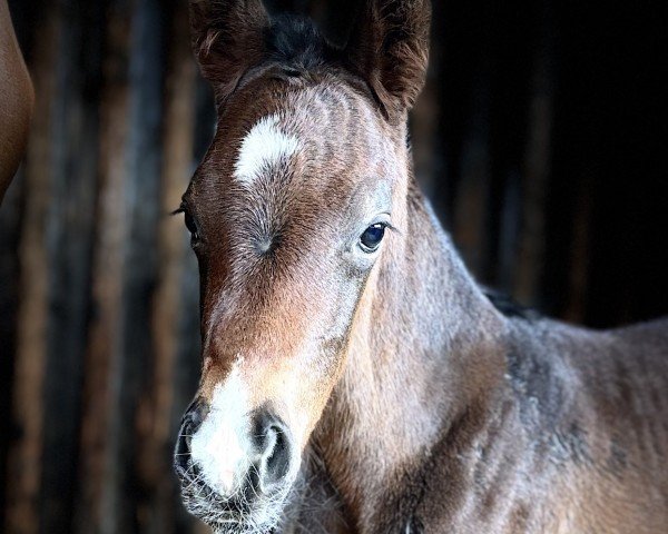 horse Golden Nacho (Westphalian, 2024, from Golden Grey NRW)