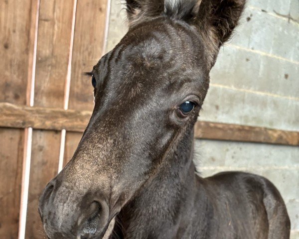 horse Golden Joselu (Bavarian, 2024, from Golden Grey NRW)