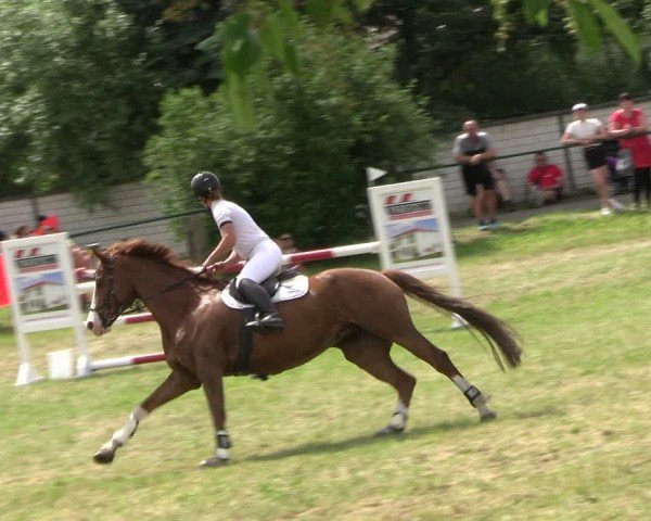 Reitturnier Buckow bei Beeskow (LOS) 2024