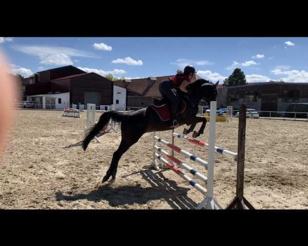 Springpferd Asti M (Trakehner, 2009, von Betel xx)