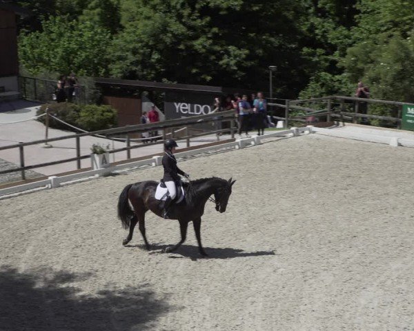Reitturnier Cureglia 2024