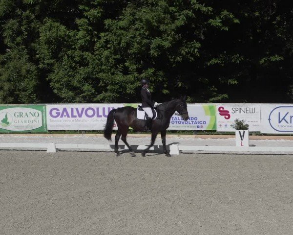 Reitturnier Cureglia 2024