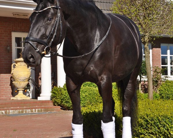 Springpferd Harmonie 345 (Hannoveraner, 2008, von Hotline)