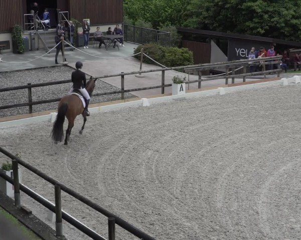Reitturnier Cureglia 2024