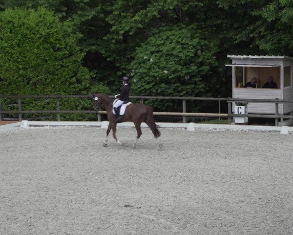 Reitturnier Cureglia 2024