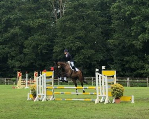 Springpferd Chinja (Hannoveraner, 2012, von Check in 2)