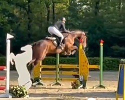 Springpferd Alando D 3 (Westfale, 2020, von All Music)