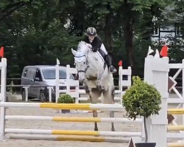 jumper Szelid (Hanoverian, 2016) jumper Szelid (Hanoverian, 2016)