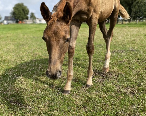 horse Mathilda (Westphalian, 2021, from Morricone)