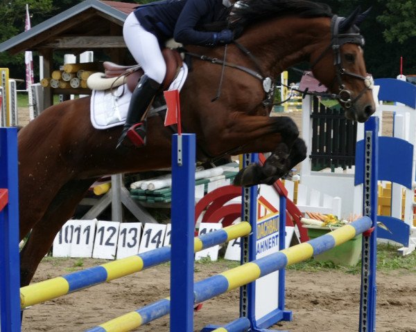 broodmare Lady Quin (German Sport Horse, 2009, from Lancelot Quainton)
