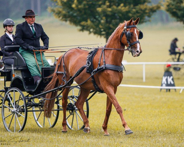 horse Qualitana (German Sport Horse, 2015, from Quaterback)