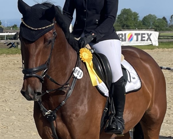jumper Adrenalin S (Westphalian, 2019, from Arpeggio)