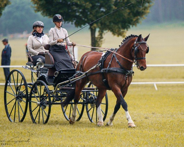 horse Anna 263 (Sachs-door. Heavy Warmbl., 2014, from Veritas)