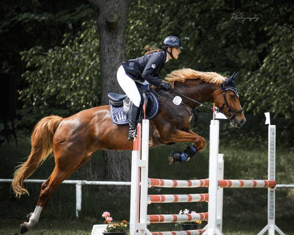 Springpferd Hersina Van de Renger (KWPN (Niederländisches Warmblut), 2012, von Quidam de Revel)