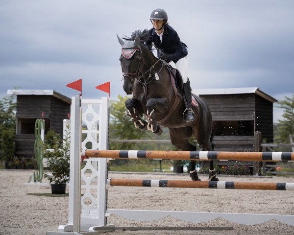 jumper Sediba (German Sport Horse, 2014, from Stockholm)