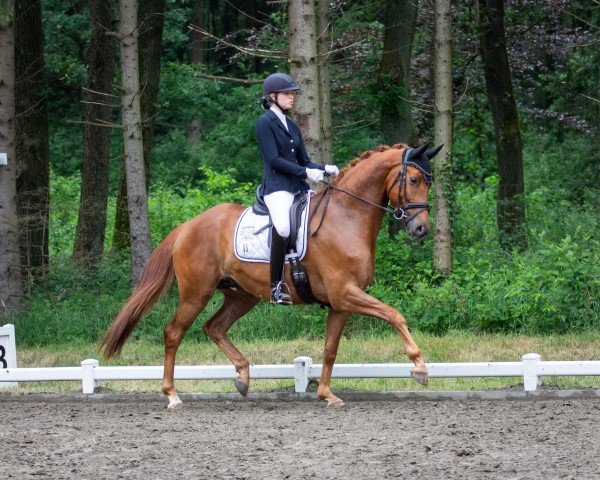 dressage horse Quindi DH (Hanoverian, 2019, from Quantissimo 3)