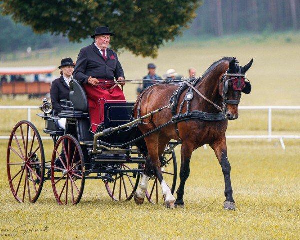 horse Chester Z 4 (Sachs-door. Heavy Warmbl., 2018, from Capitano)