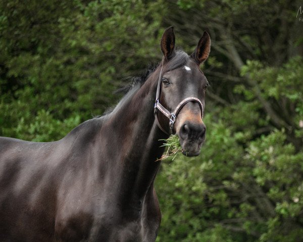 dressage horse Fellini 108 (Westphalian, 1999, from Fidermark) dressage horse Fellini 108 (Westphalian, 1999, from Fidermark)