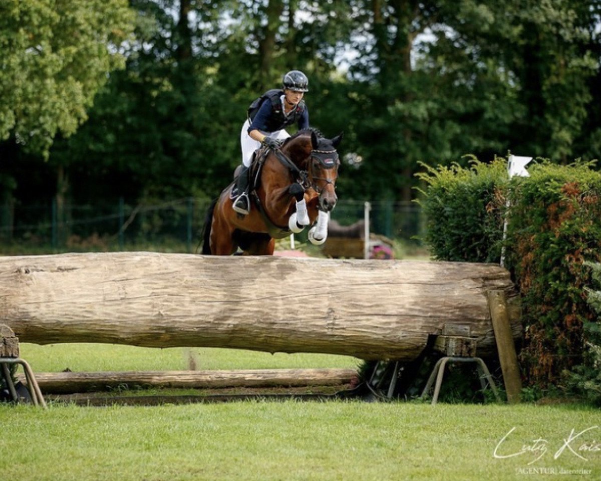 Cavallo da salto ChinTonic 3 (Hannover, 2015, di Contendro I)