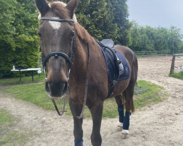 dressage horse Feivel (Rhinelander, 1997, from Fidermark)