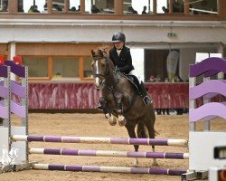 jumper de Comtesse 2 (German Riding Pony, 2008, from Dublin N)