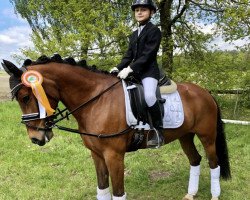 dressage horse Kantje's Floor (New Forest Pony, 2010, from Justice H.R.)