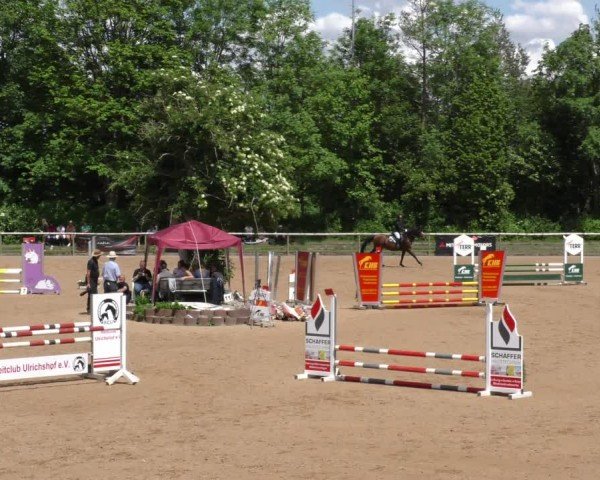 Reitturnier Königsbrunn-Ulrichshof/Schw. 2024