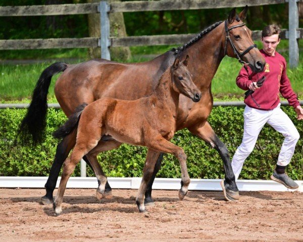 horse Bonetto (German Sport Horse, 2024, from Bon Esprit)