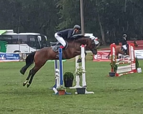 jumper CALYNKA (Hanoverian, 2016, from Casalido)