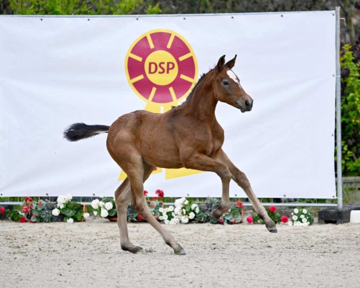 horse Careful (German Sport Horse, 2024, from Carinue)