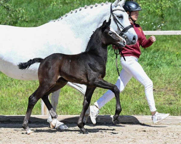 Pferd Canterburry (Deutsches Sportpferd, 2024, von Cascadello II)