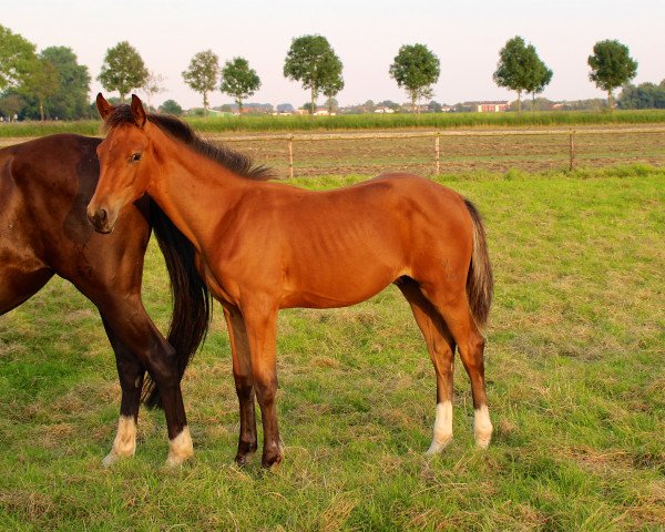 horse Finnegan N (Hanoverian, 2016, from Fuerst William Old)