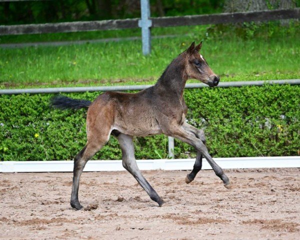horse Chacco Me (German Sport Horse, 2024, from Chaccothage Blue PS)