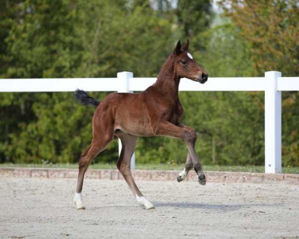 horse Charline (German Sport Horse, 2024, from Chaccothage Blue PS)